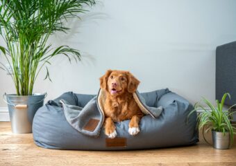 Landlord training -dog sitting on a couch